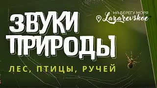 Лазаревское Лечебная музыка для сна - исцеляющие звуки леса перед сном, стресс, антистресс