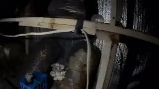 18 сентября Дом 🏡 очень старые Грибные блоки порадовали грибочками 👍