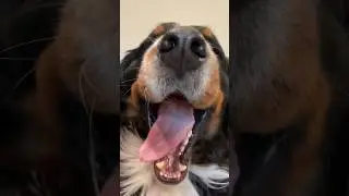 My Dog Tells Me “Good Morning” Every Single Day 😊