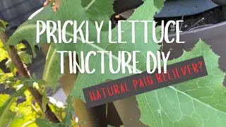 Ep. 182: DIY Prickly Lettuce Tincture for Pain