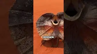 Тот, кто залезает вам на голову — ящерица с хохолком! 🎀🦎😱 
