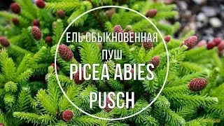 Ель обыкновенная Пуш (Picea abies Pusch) Краткое описание сорта.