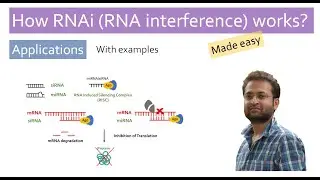 RNA interference (RNAi) Animated | miRNA | siRNA | mRNA regulation | gene silencing | PTGS | RISC
