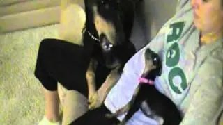 Min Pin Fights