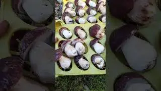 A SPECIAL CONTAINER FOR PORCINI MUSHROOMS. Mushrooms 2023