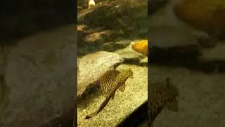 смешные рыбки в аквариуме. Парк цветник,Пятигорск, музей насекомых Экзотариум