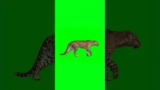 Leopard walking green screen video | Chroma key 