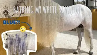 BATHING MY PURE WHITE SPANISH STALLION!!!!