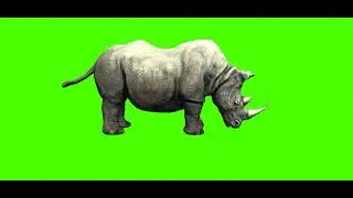 Green Screen Rhinoceros | Green Screen Rhinoceros eating | Green Screen video | @syedashahtv