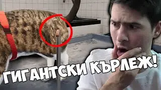 КОТКАТА МИ ИМА БУБИ! 😳 ВЕТЕРИНАР SHADOW Е ТУК!