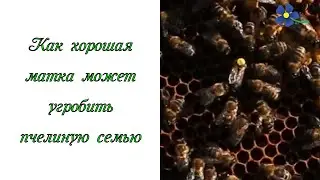 Как хорошая пчелиная матка может угробить семью пчел