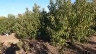ЯК РОЗМНОЖИТИ ПЕРСИК ? ВИРОСТИТИ ПЕРСИК ІЗ КІСТОЧОК БЕЗ ПОМИЛКИ 2024 рік. .