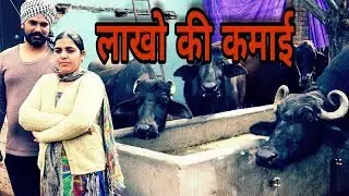 दूध के बिजनेस में है मुनाफा ही मुनाफा, हर महीने कमा सकते हैं अच्छे पैसे