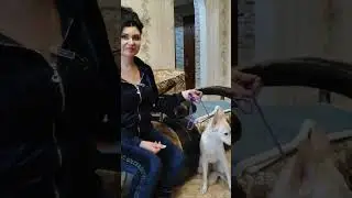 Трусливая агрессия.