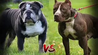 Питбуль VS Английский Бульдог - КТО ПОБЕДИТ?