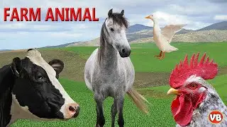 Farm animal sound effect