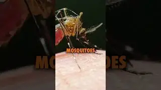 The Mosquitos are carrying deadly virus! #podcast #ninjasarebutterflies #comedy #billgates