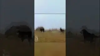 Огромный Медведь Против Стаи Волкодавов