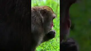 Hanging out with the Japanese macaques  #zoo  #zooday #animals