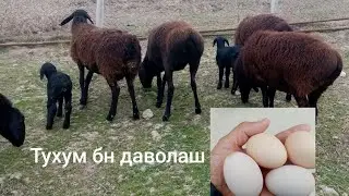 куйларнинг ютал касаллигини даволаш ва унинг турлари