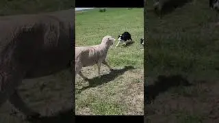 "Top 8 Herding Dog Breeds: Meet the Best Herders in the Canine World" #shorts #dog #doglover