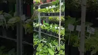 хосты 