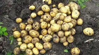 КАРТОФЕЛЬ из СЕМЯН итоги первого года