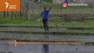 Şaly eken kärendeçileriň ýaryna golaýy döwlete bergili çykýar