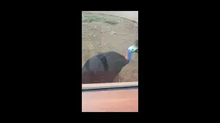 what kind of animals is this