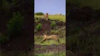 BEST REACTION OF ANIMALS