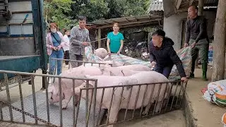 Catching pigs to sell to traders.  Pigs sell poorly, pig farmers lose money. (Episode 133).