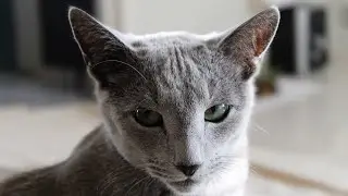 Why Are Russian Blue Cats So Special?