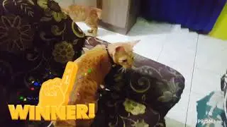 Keluarga Ranggo (eps. Perebutan Wilayah )