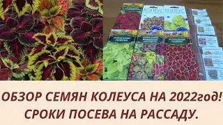 ОБЗОР СЕМЯН КОЛЕУСА НА 2022 год. СРОКИ ПОСЕВА НА РАССАДУ.ПОЧЕМУ ВСЕГДА СЕЮ РАНО?