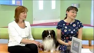 Вся Уфа. Утро в столице, 19.06.2019 – Ветеринары в деле