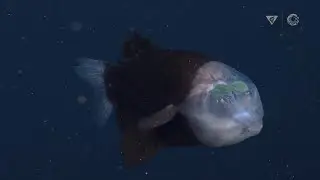 New deep-sea sighting: The barreleye fish has a transparent head and tubular eyes