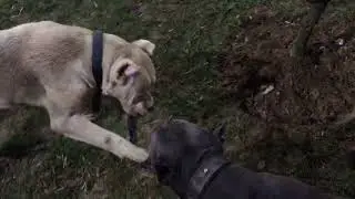 Dogo Argentino 7,5 aylık vs Cane Corso 12 aylık