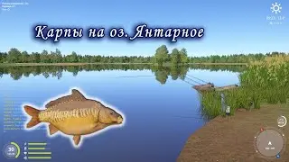 Карп на озере Янтарное. Русская рыбалка.
