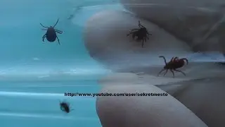 Уникальный тест № 2  средства защиты от клещей