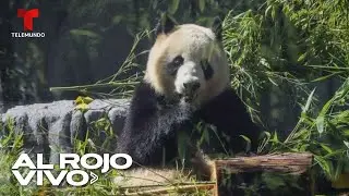 Abre la exhibición de dos pandas gigantes en California | Al Rojo Vivo | Telemundo