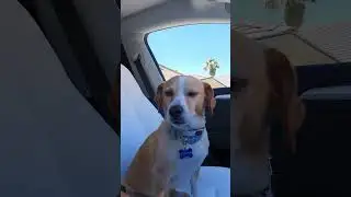 he didn't wanna give me a kiss 🐶😮‍💨