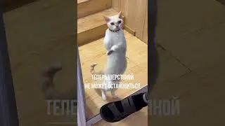 Кот научился танцевать и теперь не может остановиться