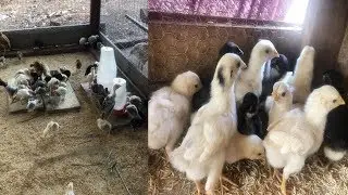 CUIDADOS ESSENCIAIS COM OS PINTINHOS! DESSE JEITO ELES NÃO ADOECEM! PINTEIRO NOVO
