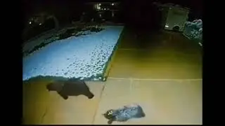 шок мадведь увидел снежок