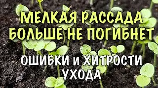 РАССАДА БОЛЬШЕ НЕ ПОГИБНЕТ! ОШИБКИ и ХИТРОСТИ ухода ЗА МЕЛКОЙ РАССАДОЙ ПЕТУНИИ и ДРУГИХ РАСТЕНИЙ