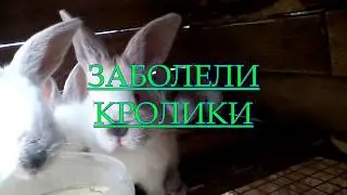 КРОЛИКИ ЗАБОЛЕЛИ,ЧЕМ Я ИХ ВЫЛЕЧИЛ/РЫЖАЯ КРОЛЬЧИХА НАКОСЯЧИЛА.