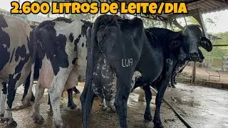 PECUÁRIA LEITEIRA: 78MIL litros de LEITE POR MÊS