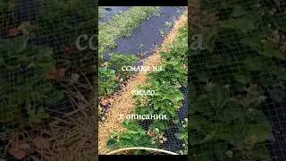 Лучшая защита клубники от птиц