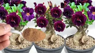 Só 1 colher faz lotar de tantas flores (qualquer tipo de planta)