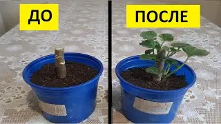 ГЕРАНЬ из палки ПРЕВРАТИЛАСЬ В ПЫШНЫЙ КУСТ все смеялись и не верили